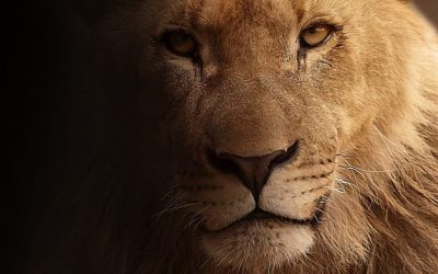 1 Giorno da Leone o 7 da Pecora?
