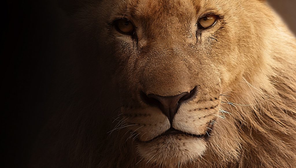 1 Giorno da Leone o 7 da Pecora?
